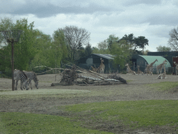 Grévy`s Zebras and Rothschild`s Giraffes at the Safaripark Beekse Bergen, viewed from the car during the Autosafari