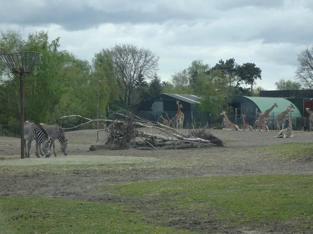 Grévy`s Zebras and Rothschild`s Giraffes at the Safaripark Beekse Bergen, viewed from the car during the Autosafari