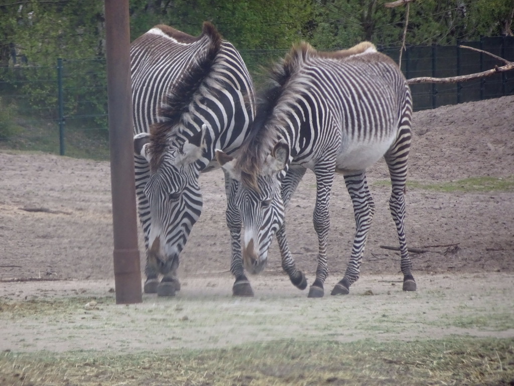 Grévy`s Zebras at the Safaripark Beekse Bergen, viewed from the car during the Autosafari