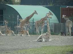 Grévy`s Zebras and Rothschild`s Giraffes at the Safaripark Beekse Bergen, viewed from the car during the Autosafari