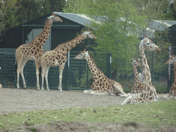 Rothschild`s Giraffes and Grévy`s Zebra at the Safaripark Beekse Bergen, viewed from the car during the Autosafari