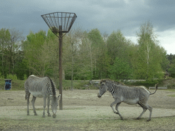 Grévy`s Zebras at the Safaripark Beekse Bergen, viewed from the car during the Autosafari