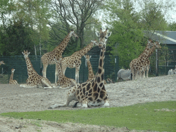 Grévy`s Zebras and Rothschild`s Giraffes at the Safaripark Beekse Bergen, viewed from the car during the Autosafari