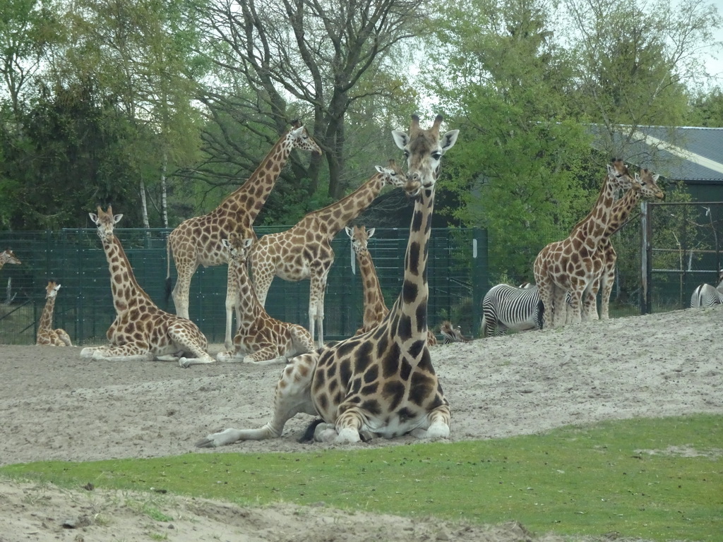 Grévy`s Zebras and Rothschild`s Giraffes at the Safaripark Beekse Bergen, viewed from the car during the Autosafari