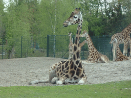 Rothschild`s Giraffes at the Safaripark Beekse Bergen, viewed from the car during the Autosafari