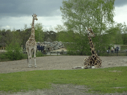 Rothschild`s Giraffes at the Safaripark Beekse Bergen, viewed from the car during the Autosafari