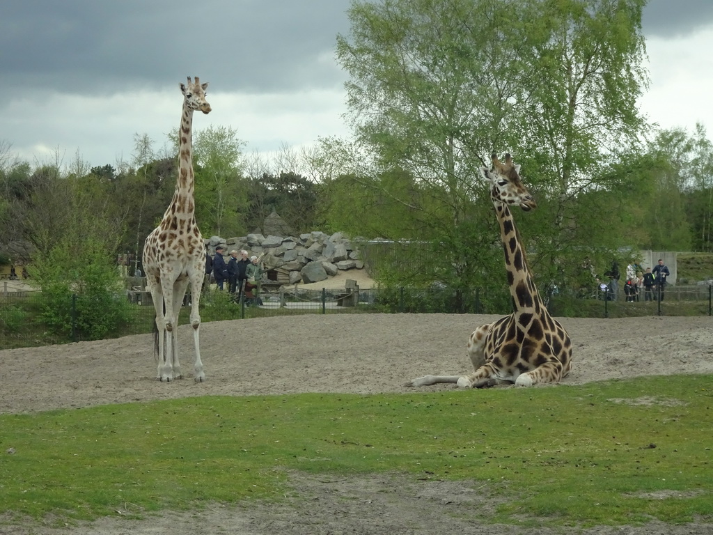 Rothschild`s Giraffes at the Safaripark Beekse Bergen, viewed from the car during the Autosafari