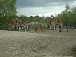 Rothschild`s Giraffes and Grévy`s Zebras at the Safaripark Beekse Bergen, viewed from the car during the Autosafari