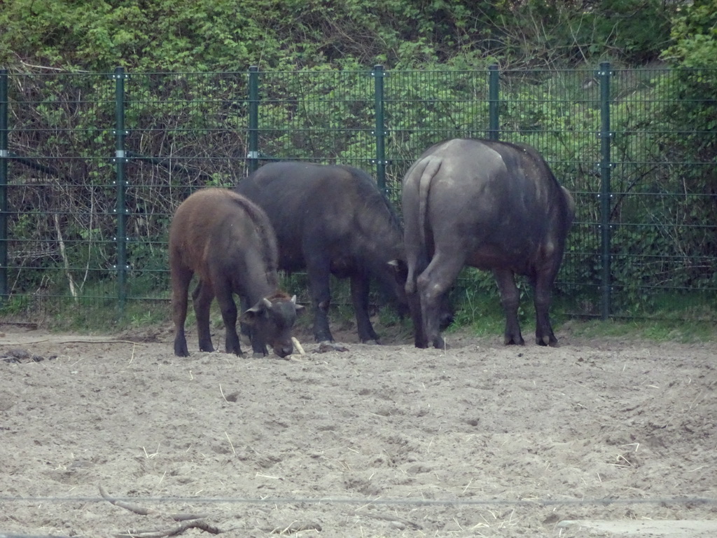 African Buffalos at the Safaripark Beekse Bergen, viewed from the car during the Autosafari