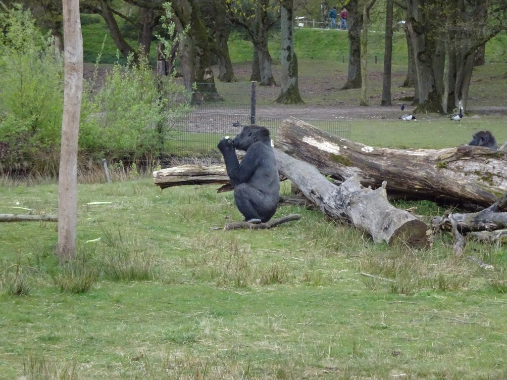 Western Lowland Gorillas at the Safaripark Beekse Bergen