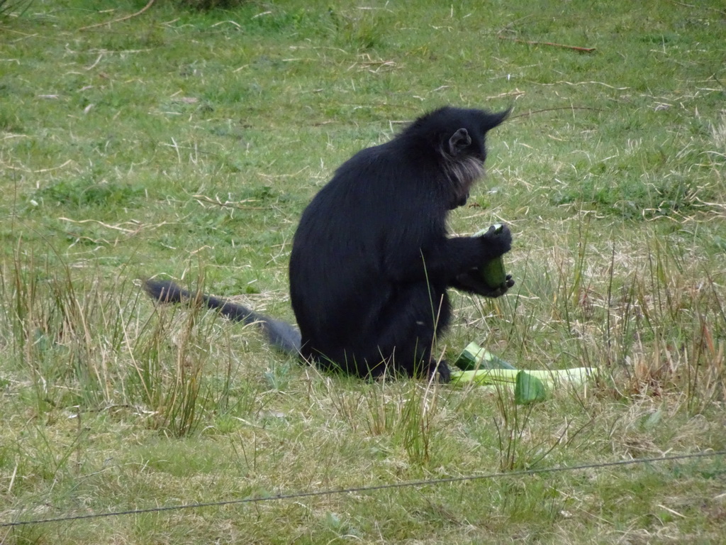 Black Crested Mangabey at the Safaripark Beekse Bergen