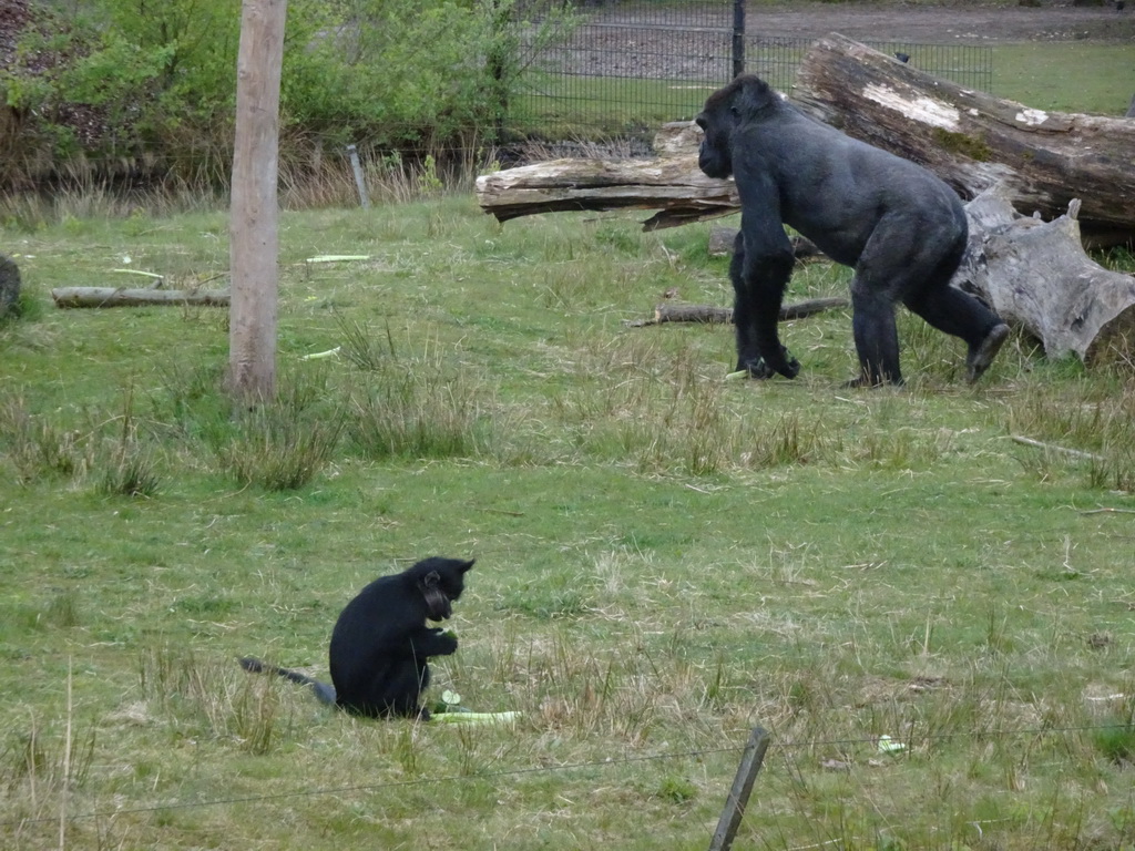 Western Lowland Gorilla and Black Crested Mangabey at the Safaripark Beekse Bergen