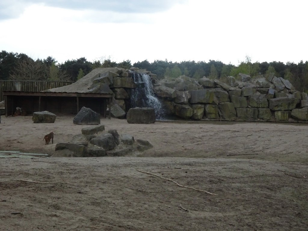 Hamadryas Baboons and waterfall at the Safaripark Beekse Bergen