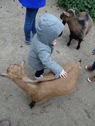 Max with Goats at the Petting Zoo at the Afrikadorp village at the Safaripark Beekse Bergen