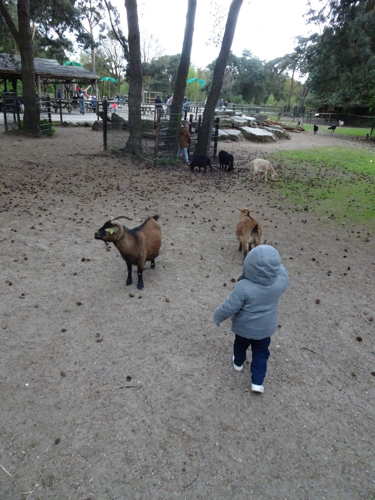 Max and other children with Goats at the Petting Zoo at the Afrikadorp village at the Safaripark Beekse Bergen