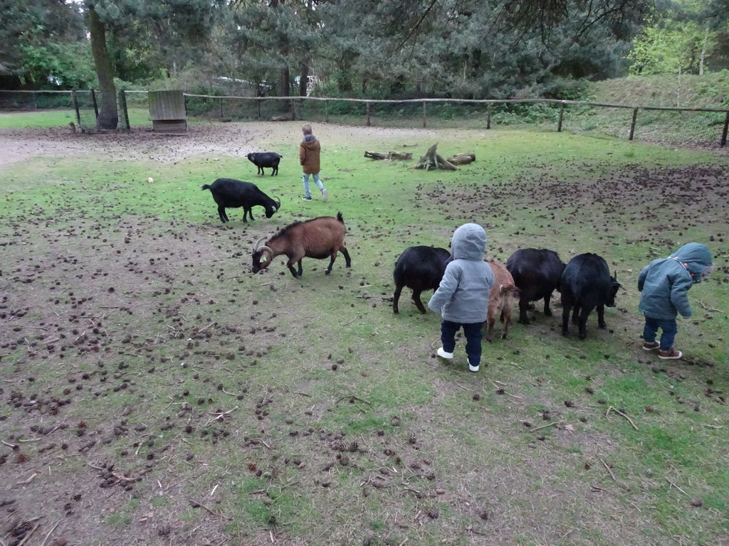Max and other children with Goats at the Petting Zoo at the Afrikadorp village at the Safaripark Beekse Bergen