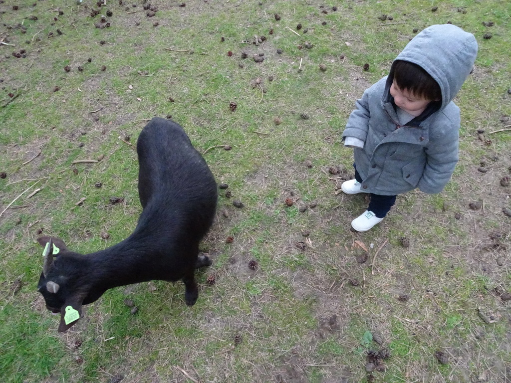 Max with a Goat at the Petting Zoo at the Afrikadorp village at the Safaripark Beekse Bergen