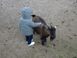 Max with a Goat at the Petting Zoo at the Afrikadorp village at the Safaripark Beekse Bergen