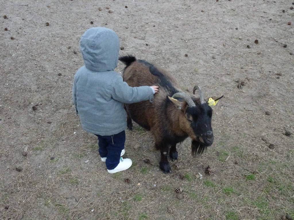 Max with a Goat at the Petting Zoo at the Afrikadorp village at the Safaripark Beekse Bergen