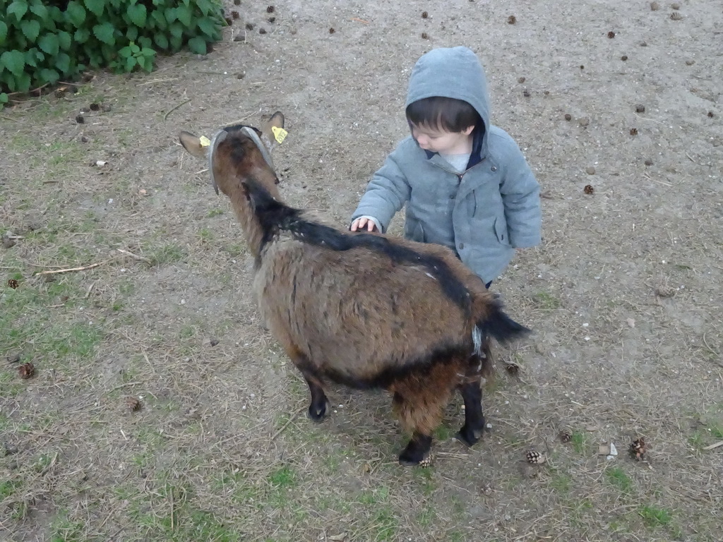 Max with a Goat at the Petting Zoo at the Afrikadorp village at the Safaripark Beekse Bergen