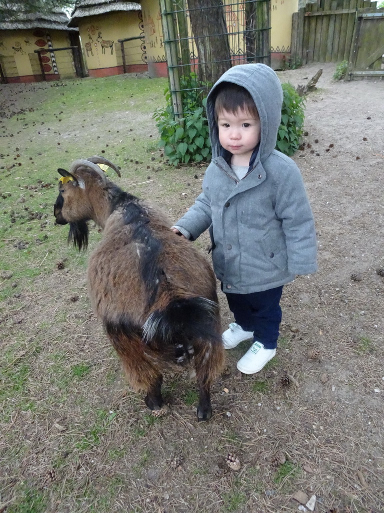 Max with a Goat at the Petting Zoo at the Afrikadorp village at the Safaripark Beekse Bergen