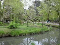 Ring-tailed Lemurs at the Safaripark Beekse Bergen