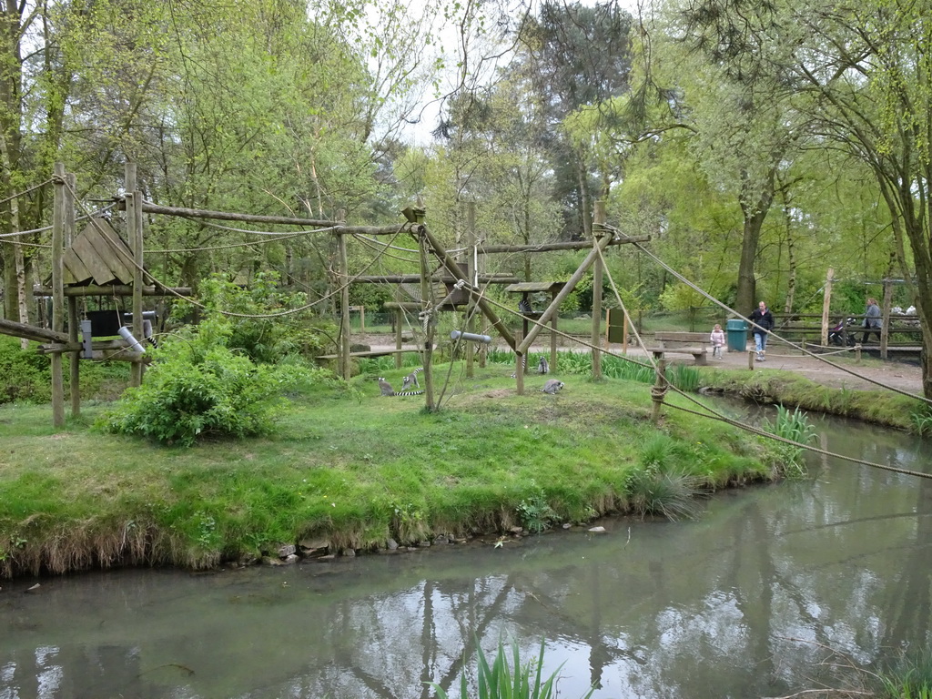 Ring-tailed Lemurs at the Safaripark Beekse Bergen