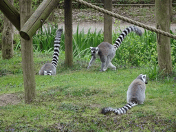 Ring-tailed Lemurs at the Safaripark Beekse Bergen