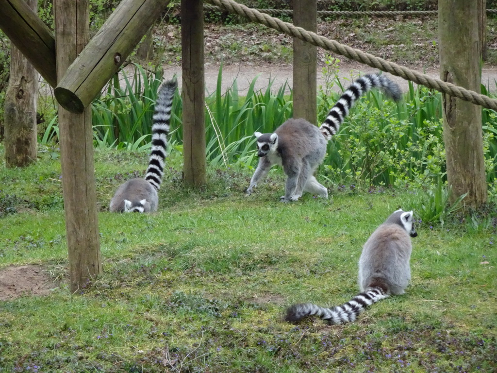 Ring-tailed Lemurs at the Safaripark Beekse Bergen