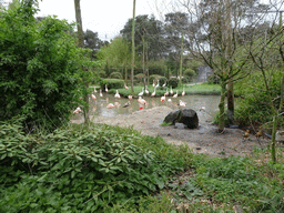 Chilean Flamingos and other birds at the Safaripark Beekse Bergen