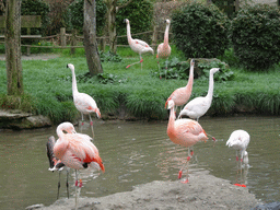 Chilean Flamingos at the Safaripark Beekse Bergen