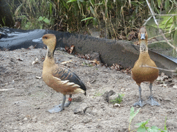 Ducks at the Safaripark Beekse Bergen