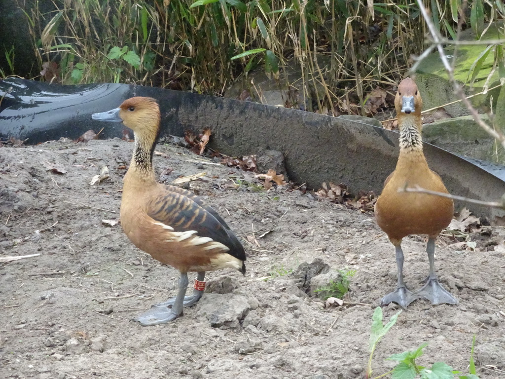 Ducks at the Safaripark Beekse Bergen