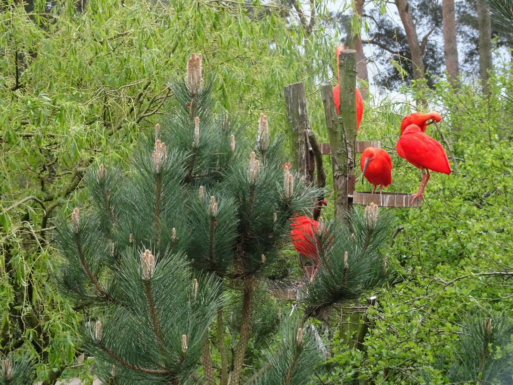 Scarlet Ibises at the Safaripark Beekse Bergen