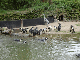 African Penguins and Heron at the Safaripark Beekse Bergen