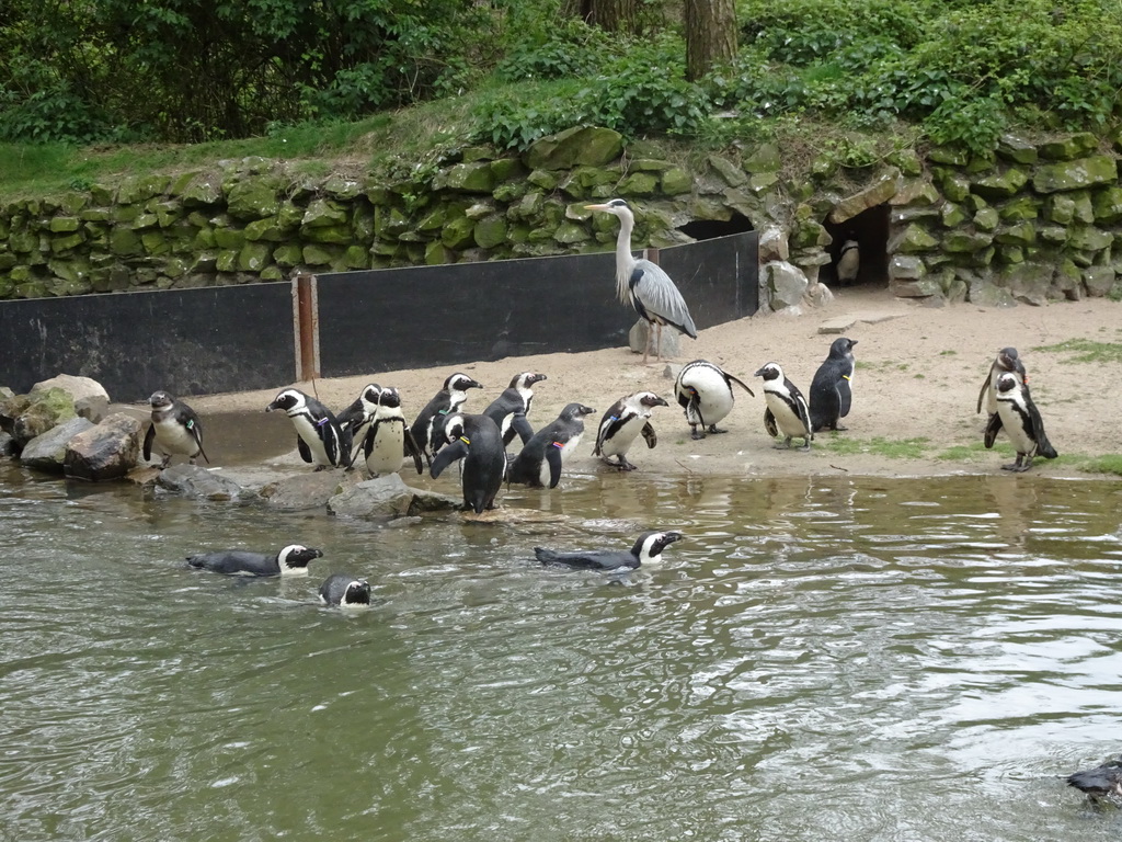 African Penguins and Heron at the Safaripark Beekse Bergen
