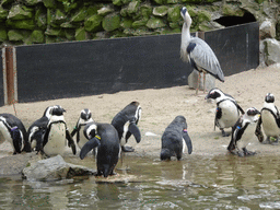 African Penguins and Heron at the Safaripark Beekse Bergen