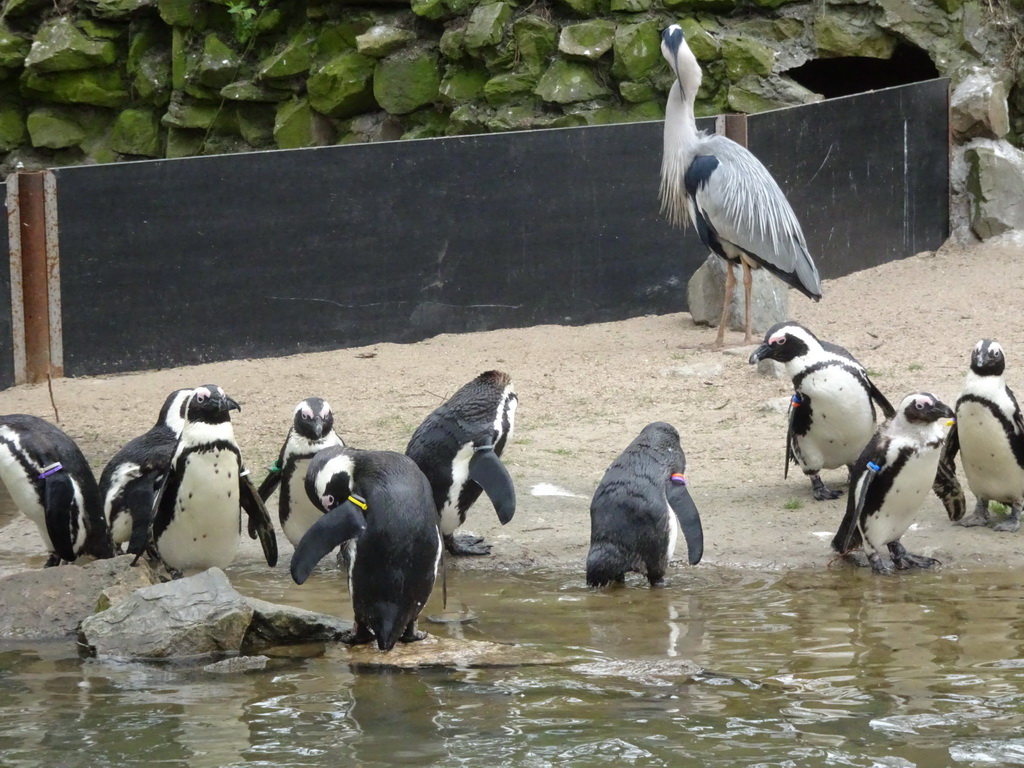 African Penguins and Heron at the Safaripark Beekse Bergen