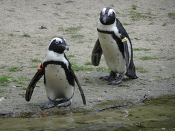 African Penguins at the Safaripark Beekse Bergen