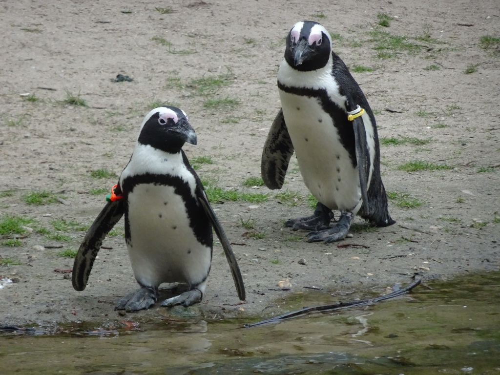 African Penguins at the Safaripark Beekse Bergen