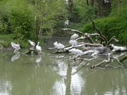 Pelicans and Heron at the Safaripark Beekse Bergen