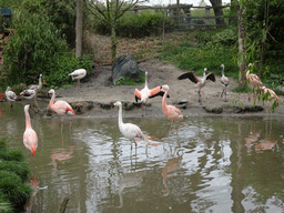 Chilean Flamingos at the Safaripark Beekse Bergen