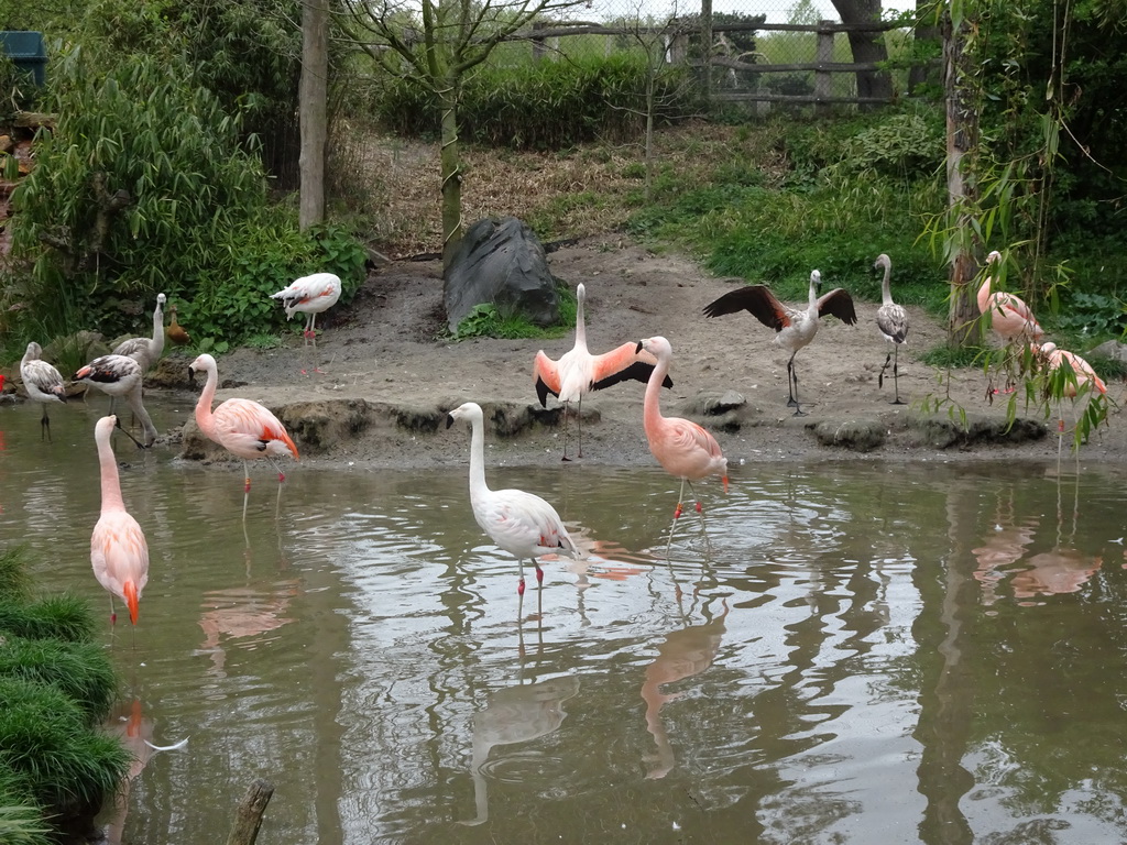 Chilean Flamingos at the Safaripark Beekse Bergen