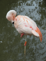 Chilean Flamingo at the Safaripark Beekse Bergen