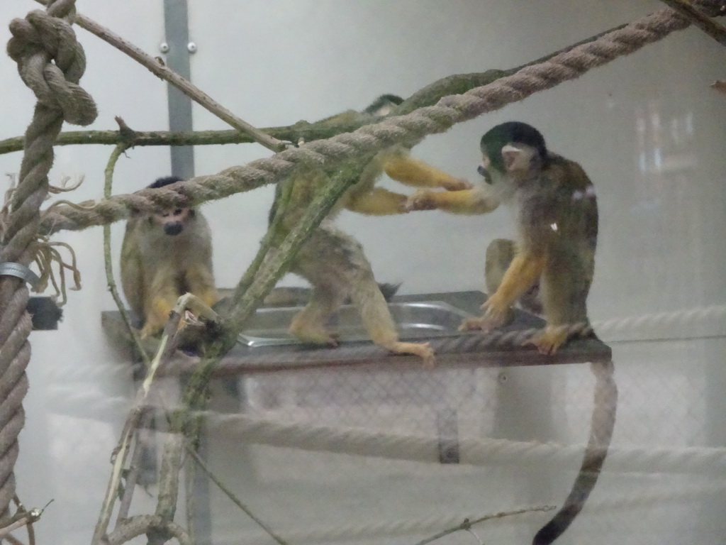 Squirrel Monkeys at the Safaripark Beekse Bergen