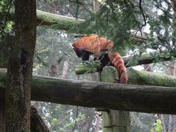 Red Panda at the Safaripark Beekse Bergen