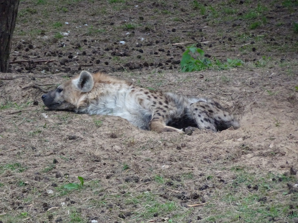 Spotted Hyena at the Safaripark Beekse Bergen