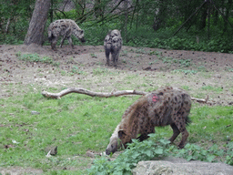 Spotted Hyenas at the Safaripark Beekse Bergen