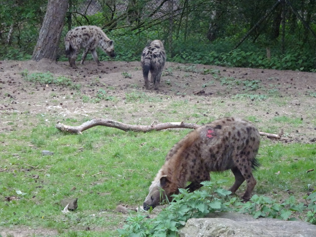 Spotted Hyenas at the Safaripark Beekse Bergen