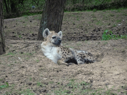 Spotted Hyena at the Safaripark Beekse Bergen